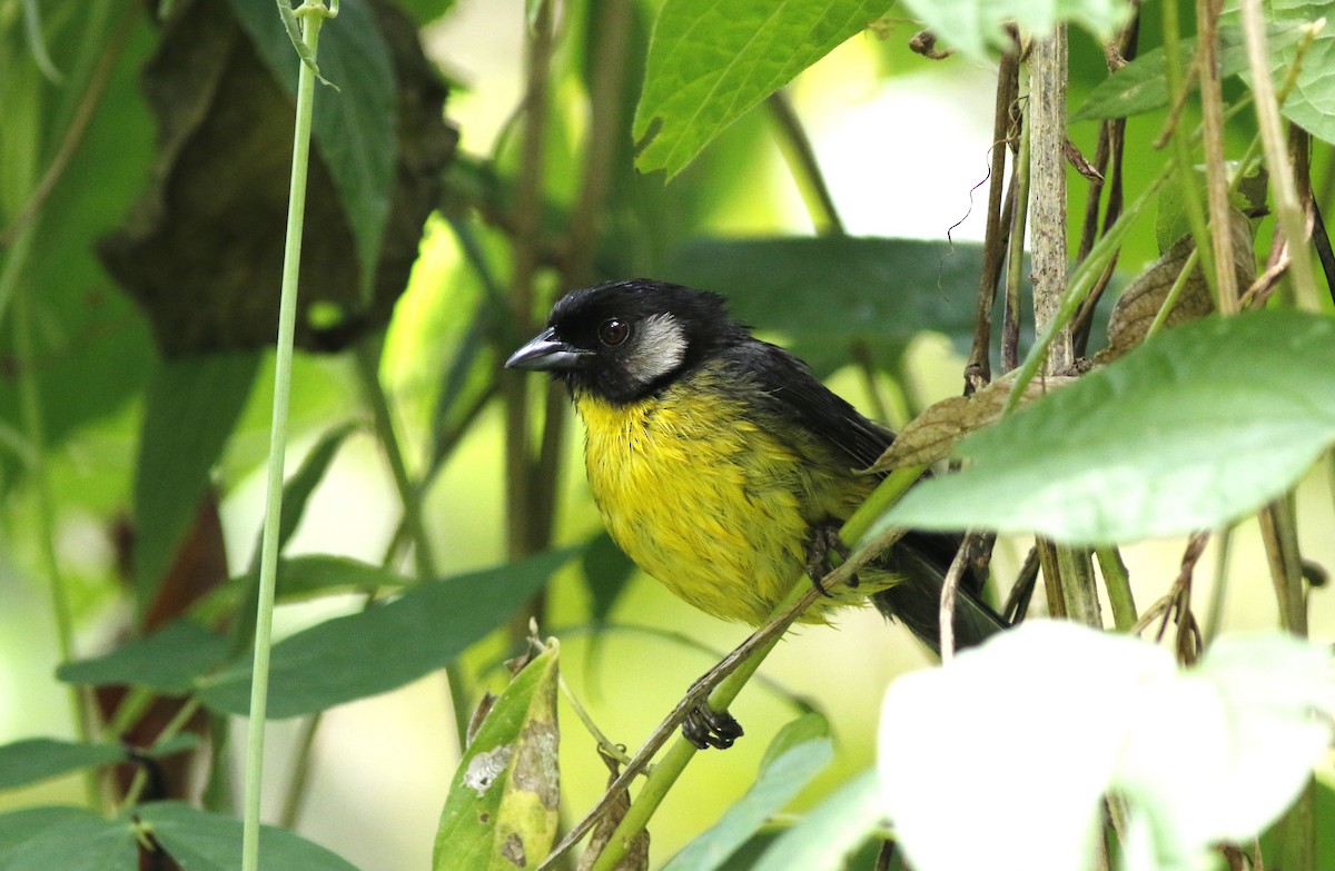 Santa Marta Brushfinch - ML585558681