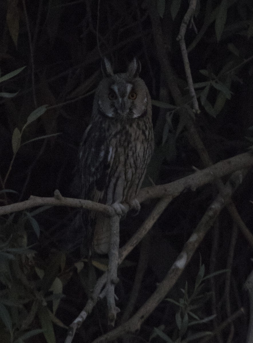 Long-eared Owl - ML585559861