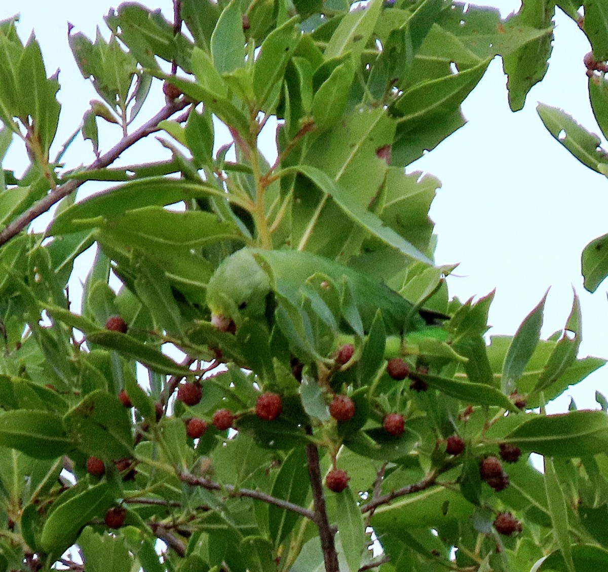 Green-rumped Parrotlet - ML585560051