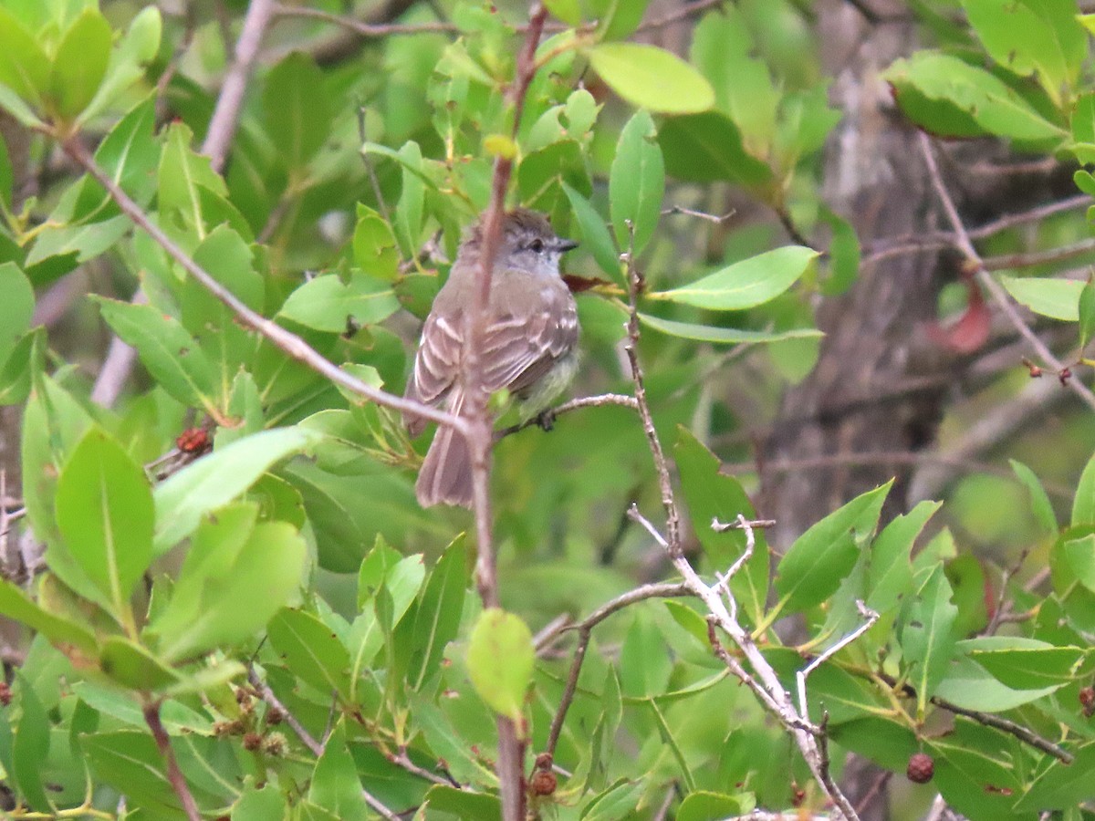 Northern Scrub-Flycatcher - Manuel Pérez R.