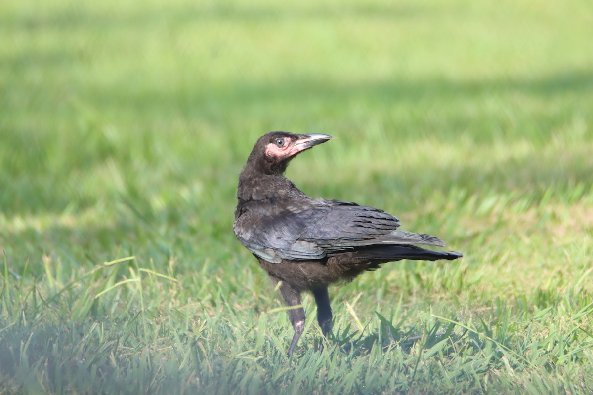 American Crow - ML585560151