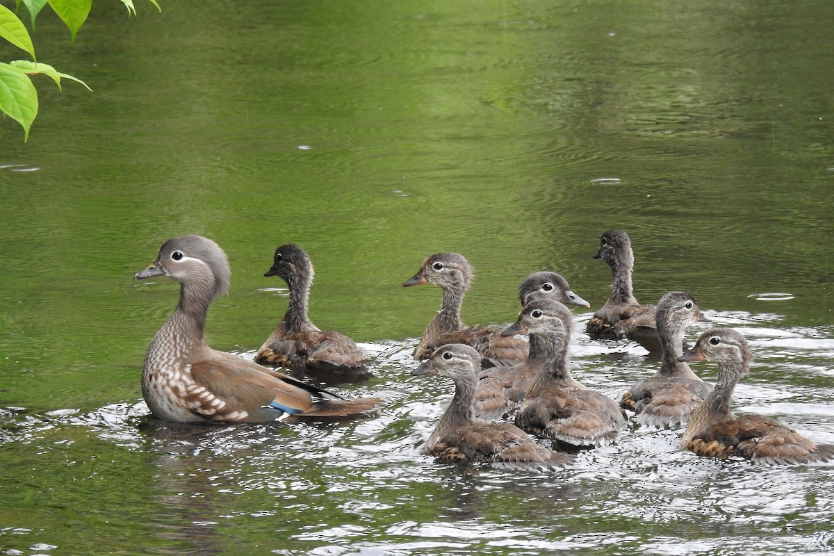 Mandarin Duck - ML585560851