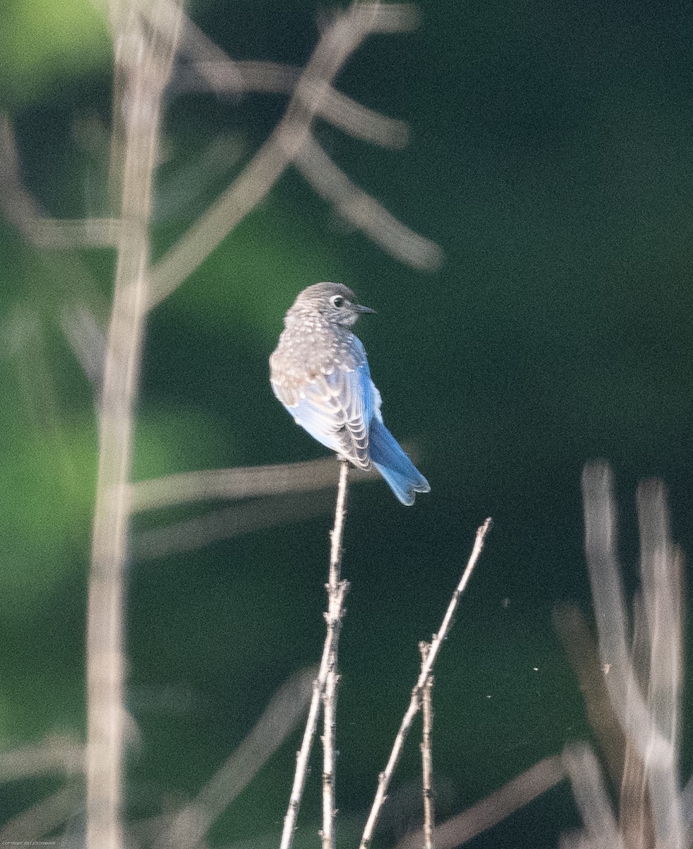 Eastern Bluebird - ML585560901