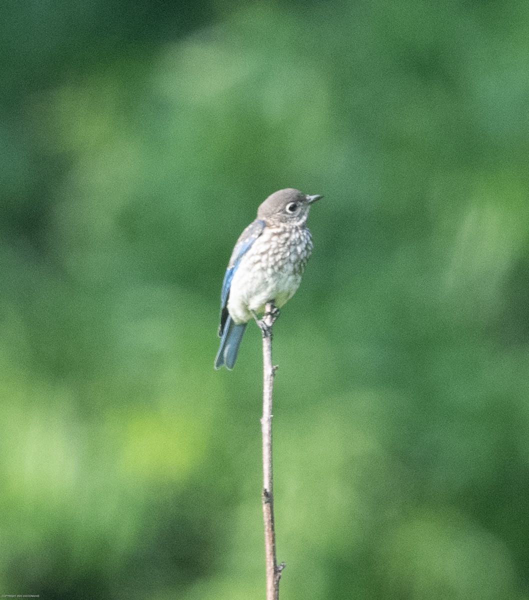 Eastern Bluebird - ML585560911