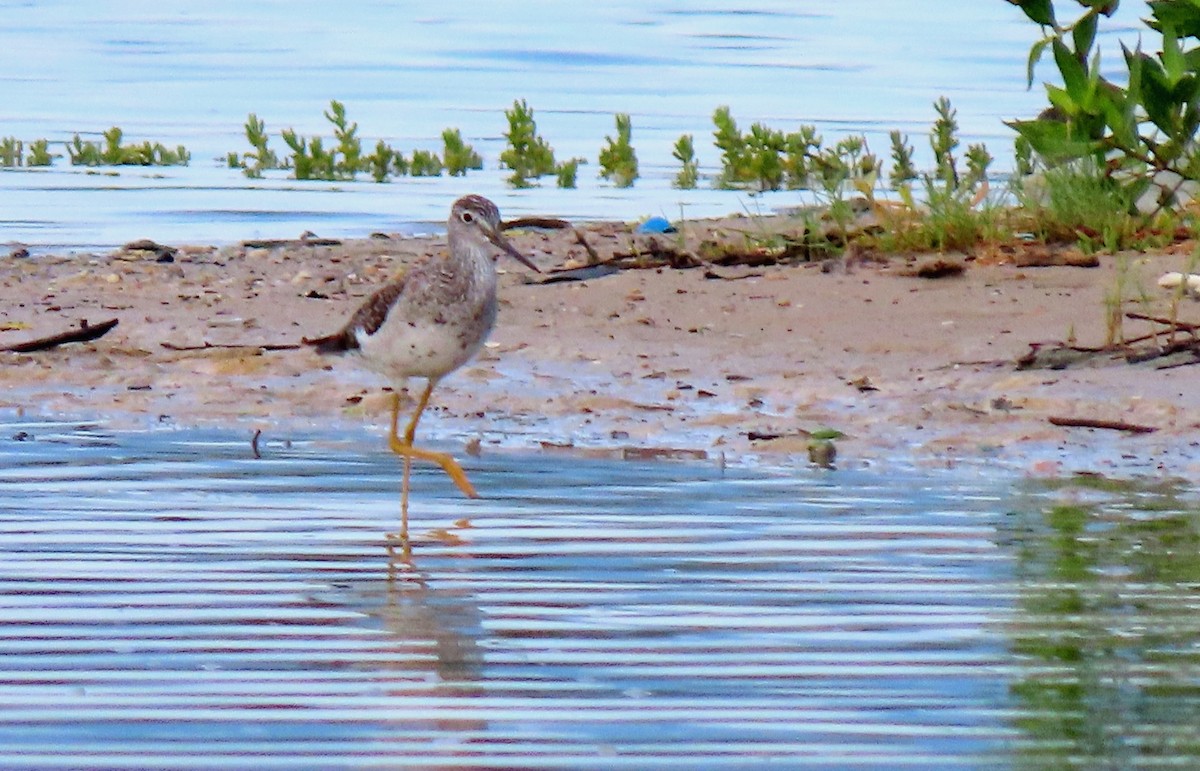 Greater Yellowlegs - ML585561201