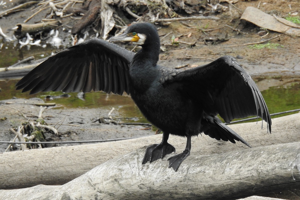 Great Cormorant - ML585561401