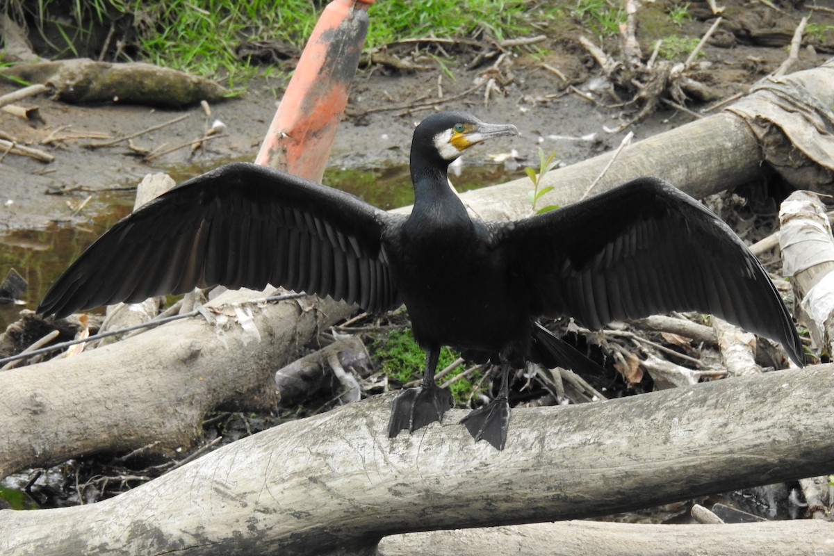 Great Cormorant - ML585561491