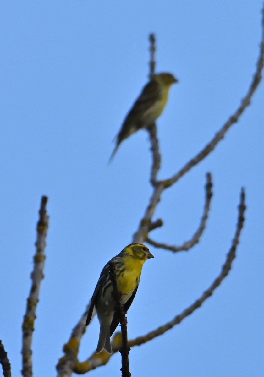 European Serin - Mu Sano