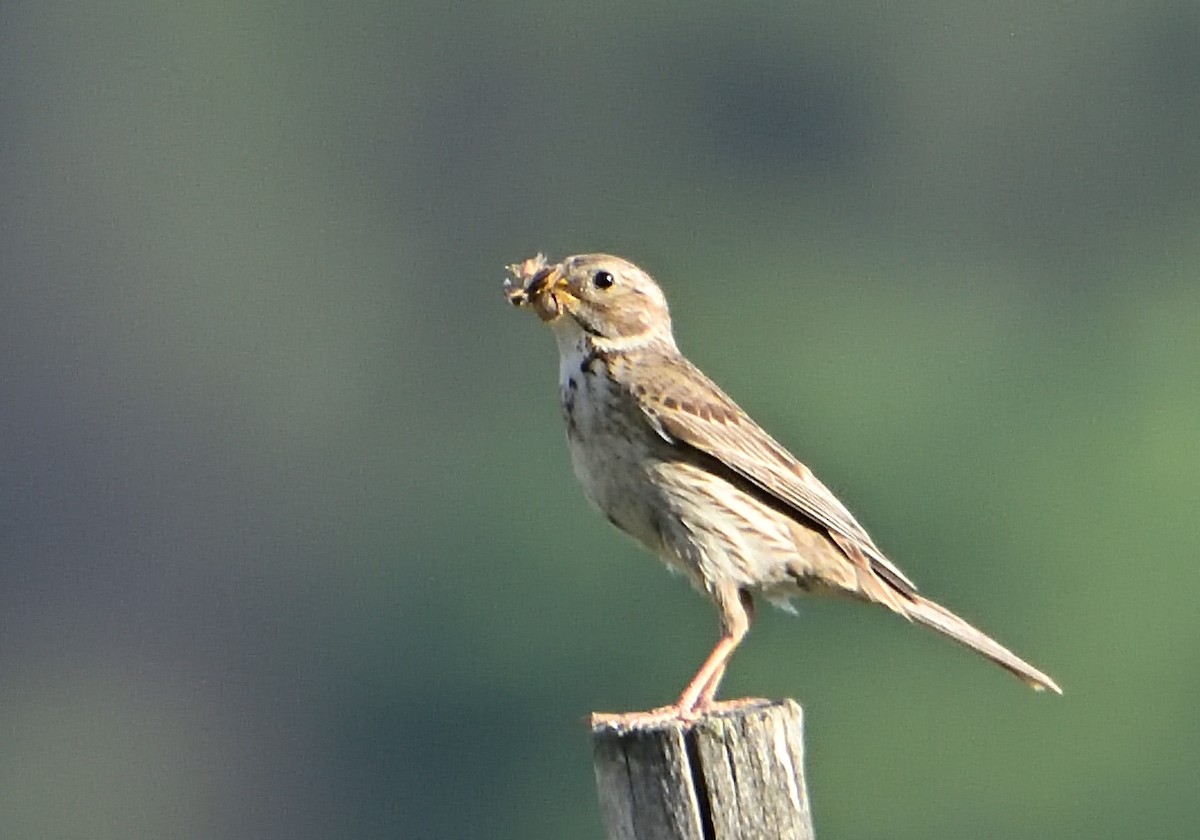 Corn Bunting - Mu Sano