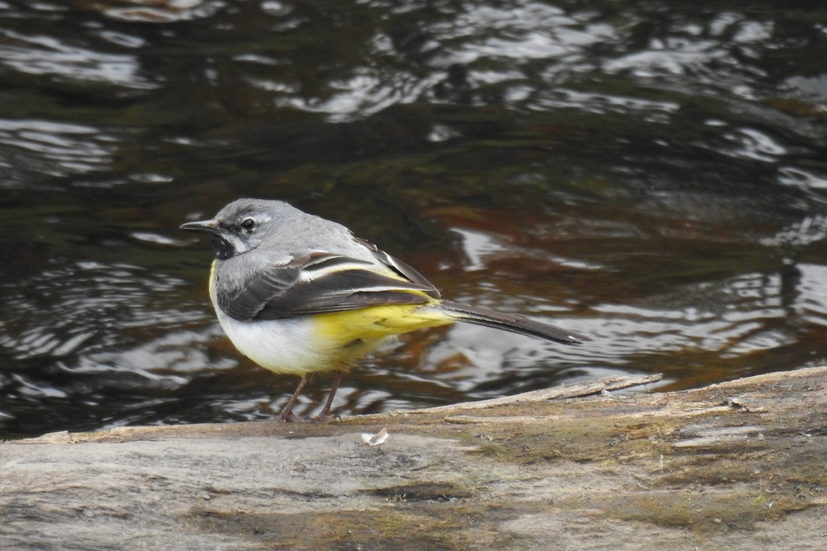 Gray Wagtail - ML585561991