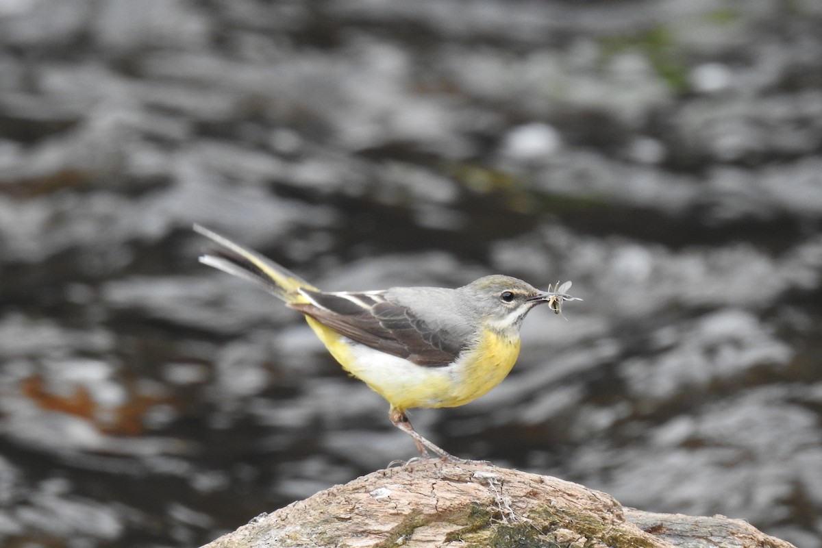 Gray Wagtail - ML585562171