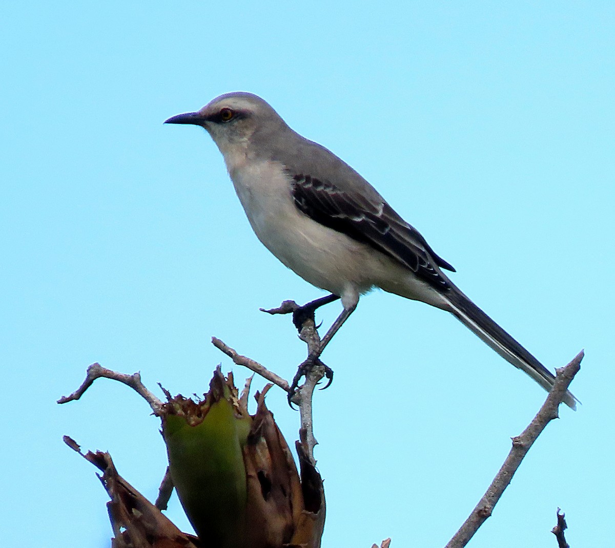 Tropical Mockingbird - ML585562181