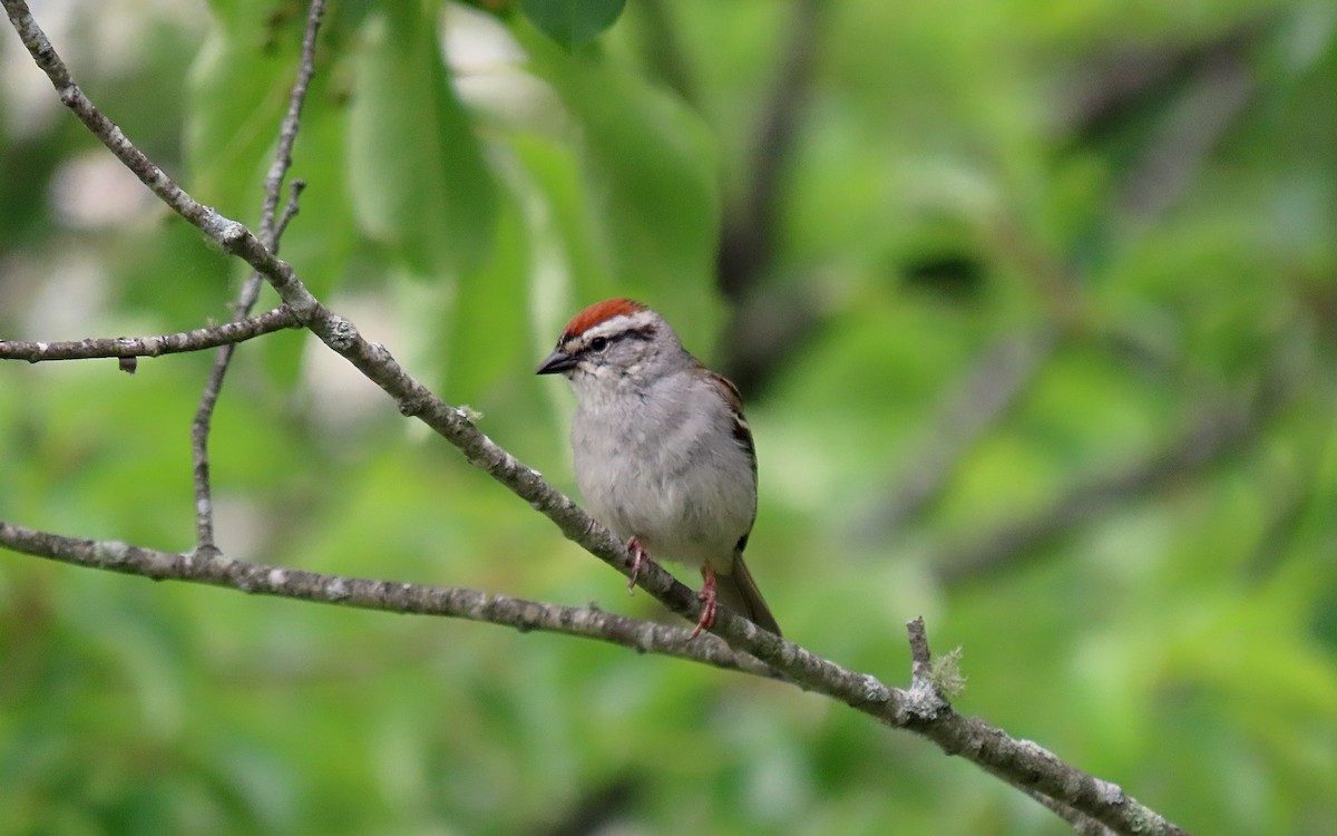 Chipping Sparrow - ML585562501