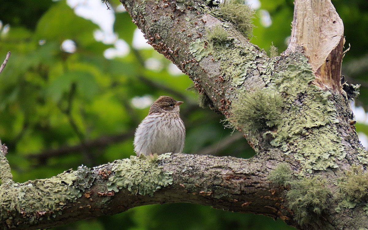 Chipping Sparrow - ML585562511