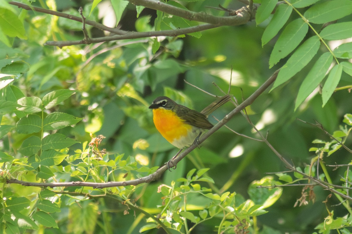 Yellow-breasted Chat - ML585562751