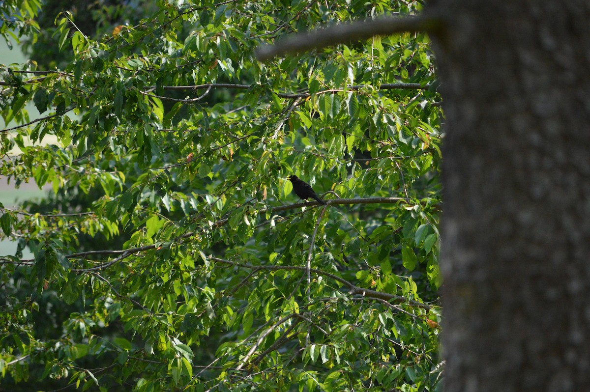 Eurasian Blackbird - ML585563471
