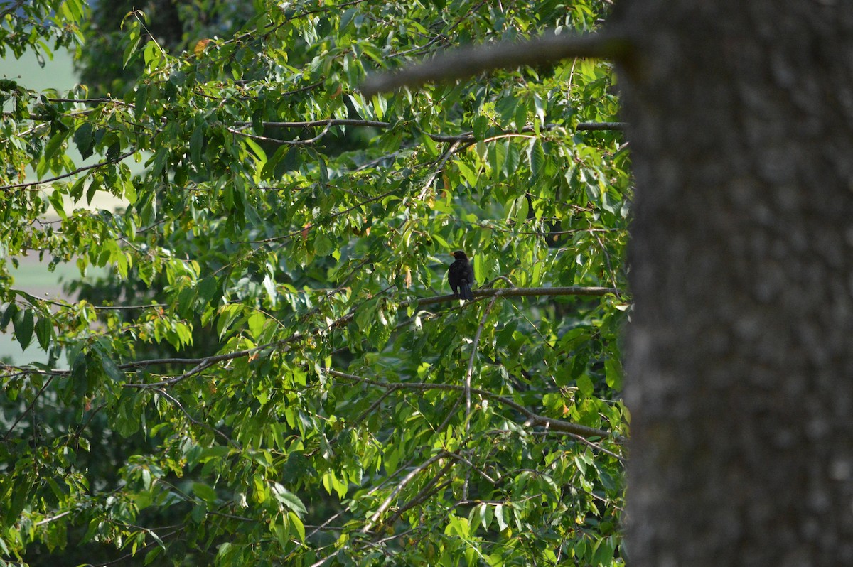 Eurasian Blackbird - ML585563491
