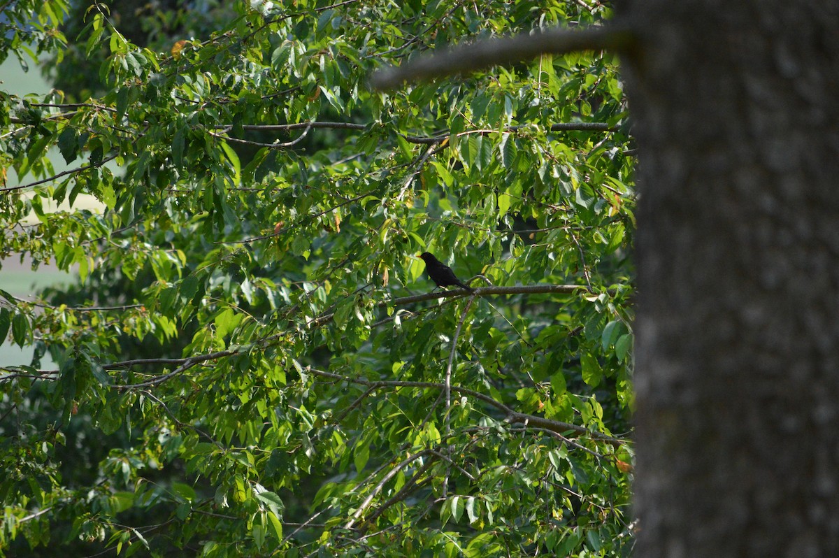 Eurasian Blackbird - ML585563501