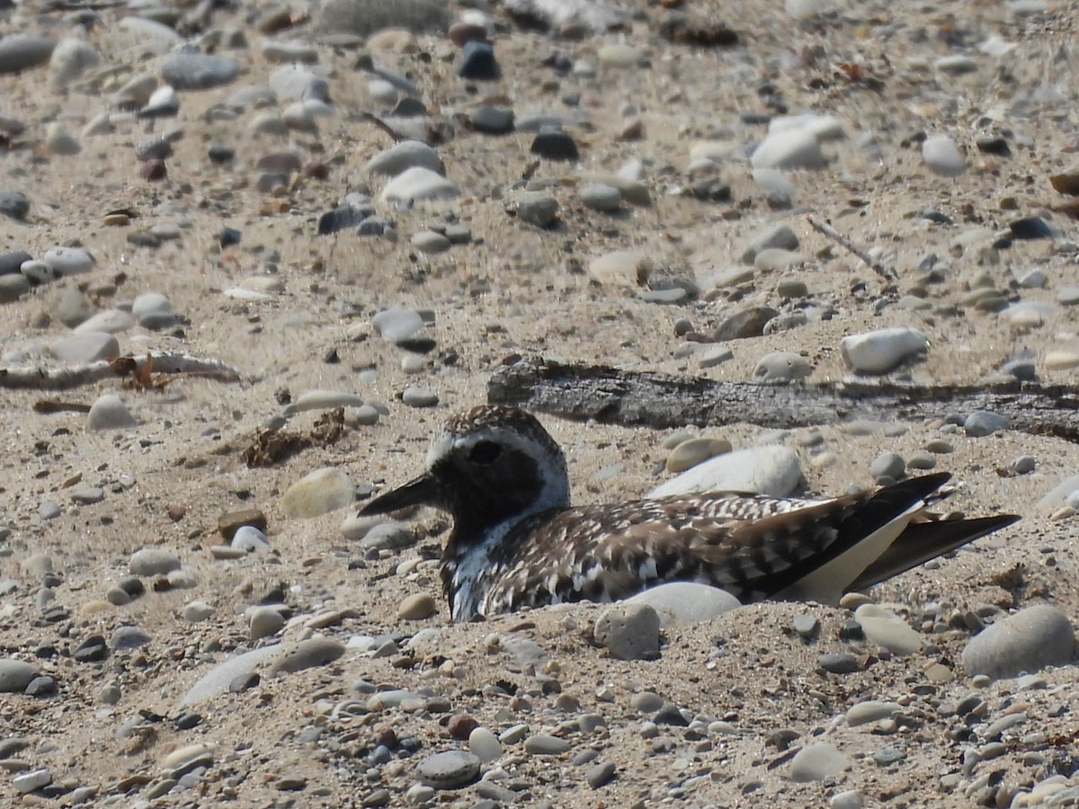 Black-bellied Plover - ML585563571