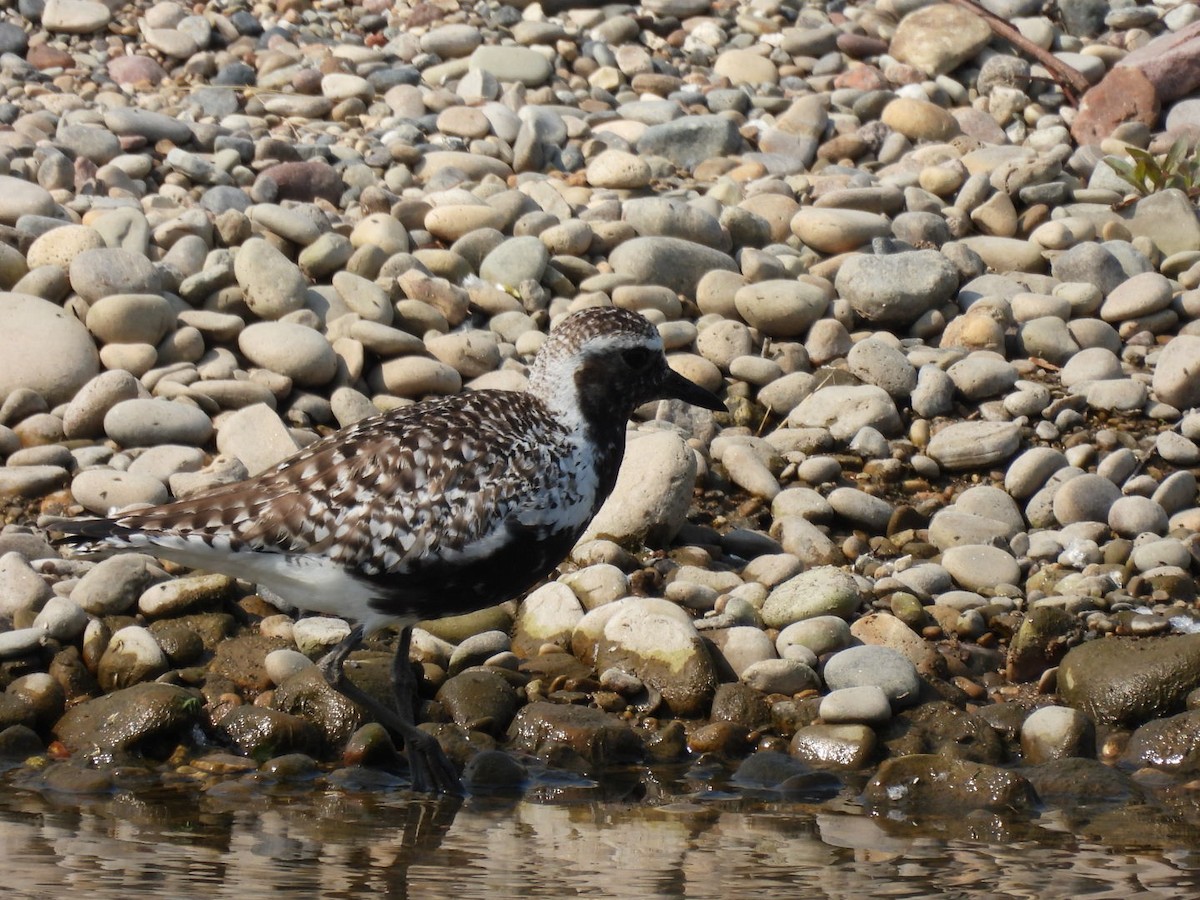 Black-bellied Plover - ML585563791