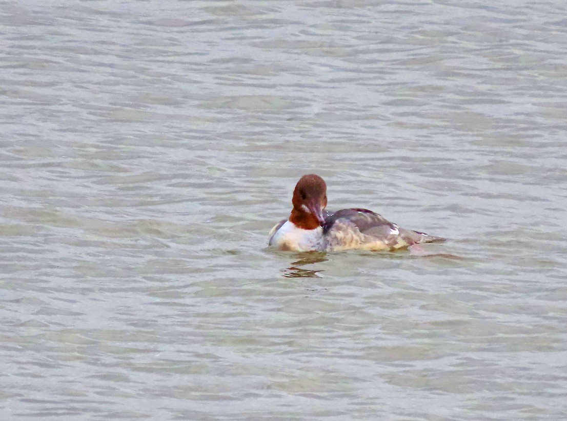 Common Merganser - Brian Carruthers