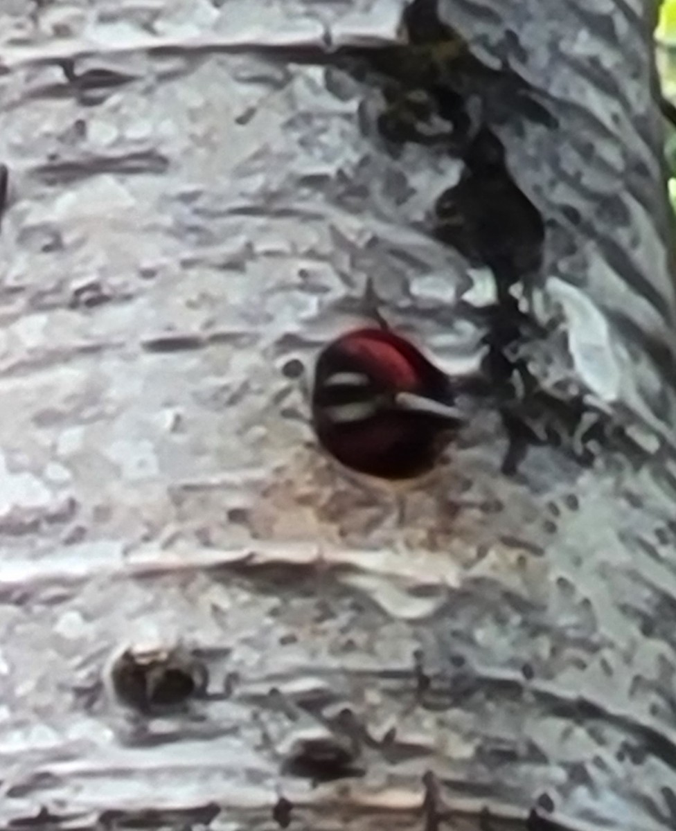 Yellow-bellied Sapsucker - ML585565271