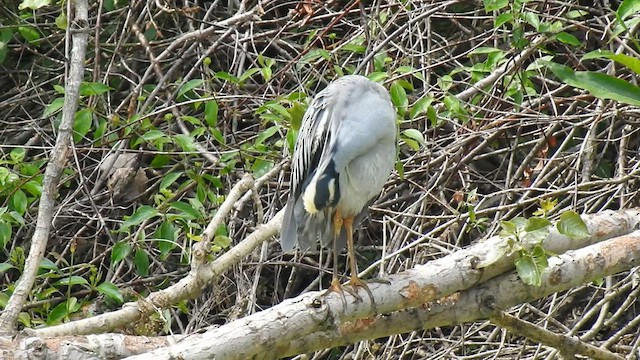 Yellow-crowned Night Heron - ML585567261