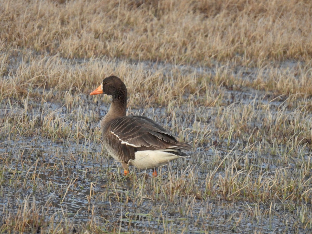 Greater White-fronted Goose - ML585567441