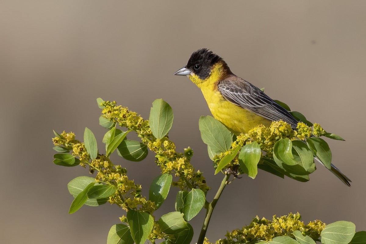 Black-headed Bunting - Göktuğ  Güzelbey