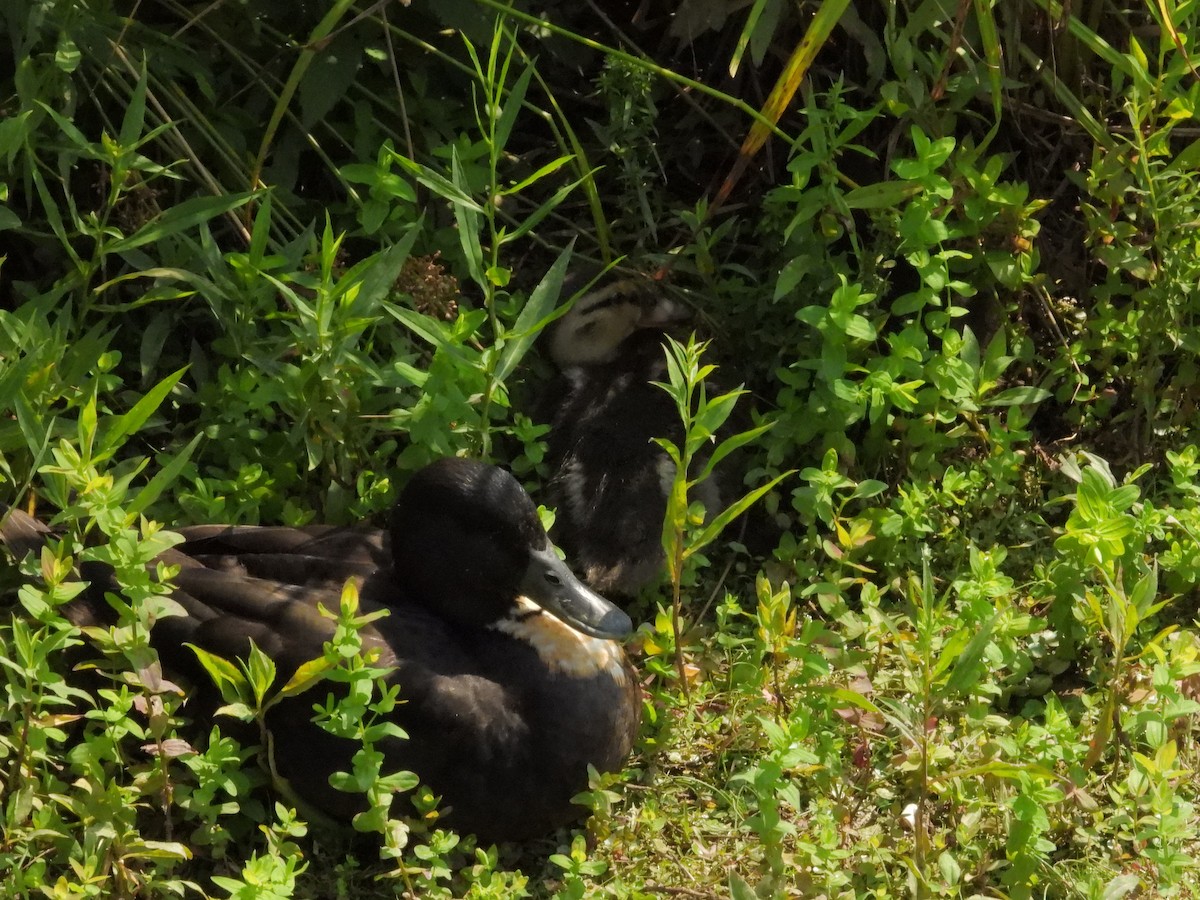 Canard colvert (forme domestique) - ML585568701