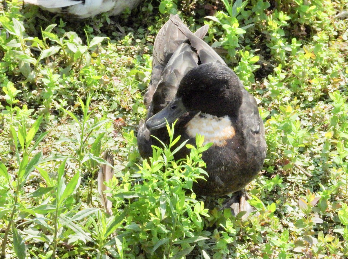 Mallard (Domestic type) - Patty McQuillan