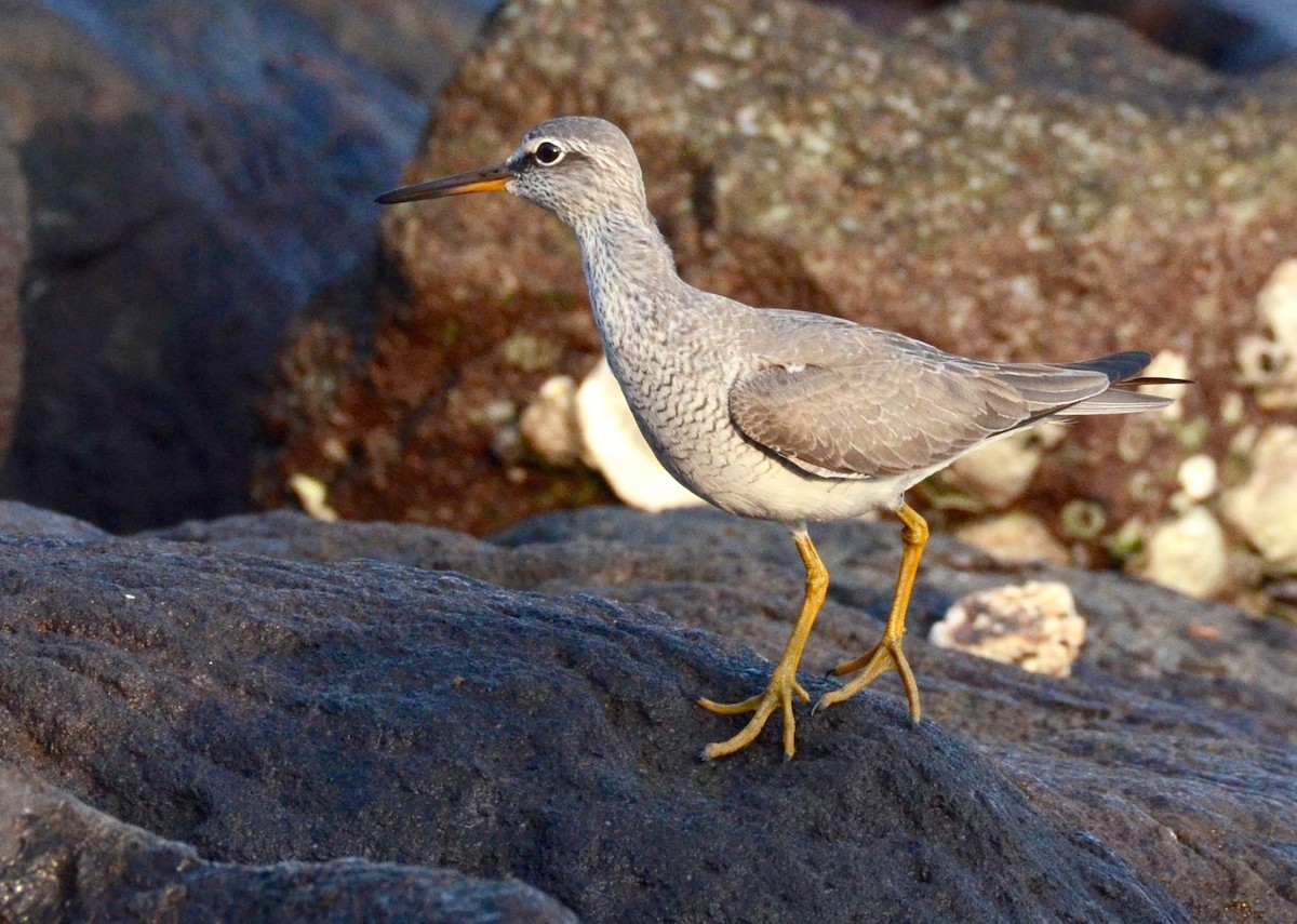 Gray-tailed Tattler - ML58556991