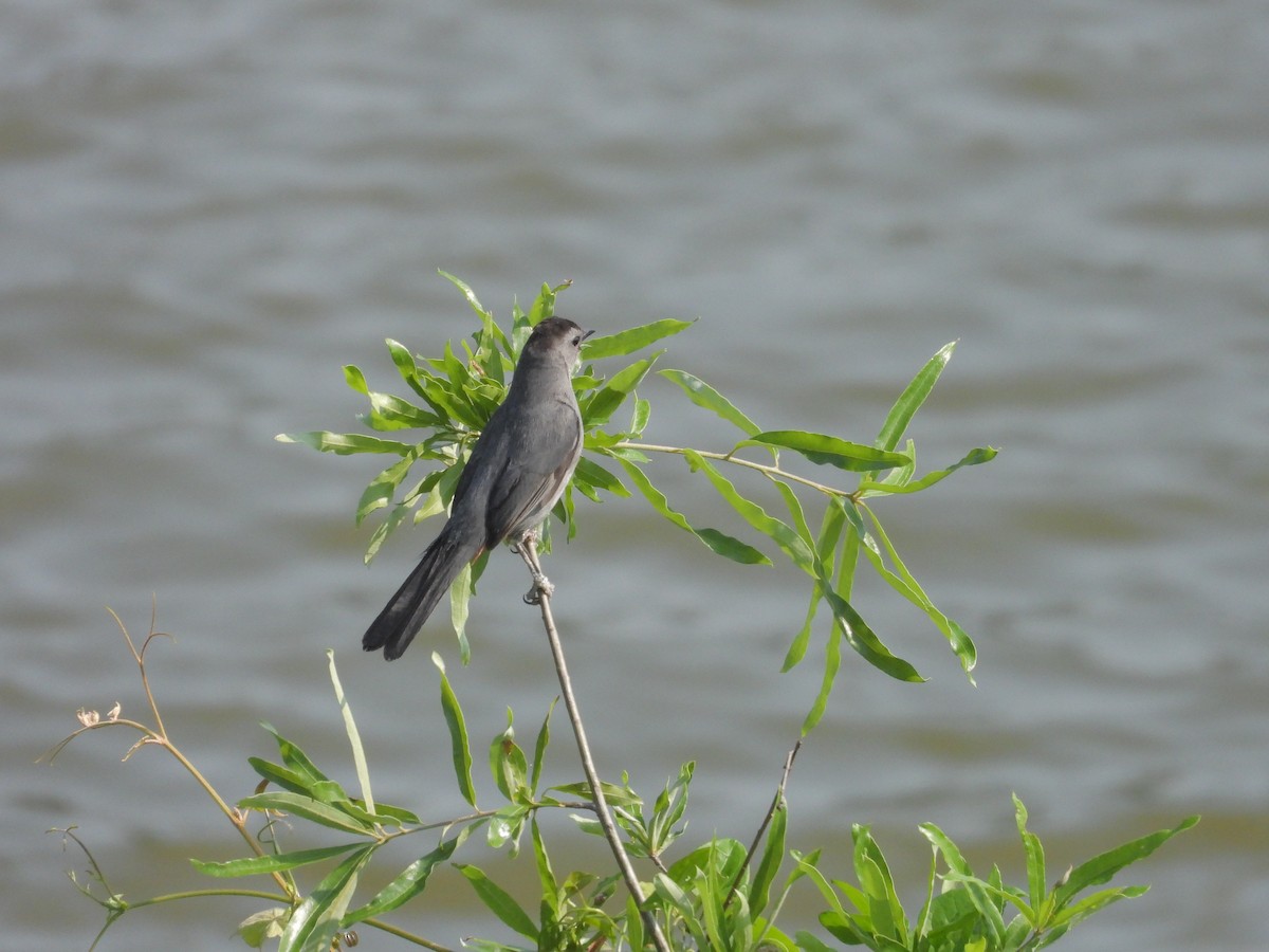 Gray Catbird - ML585569941