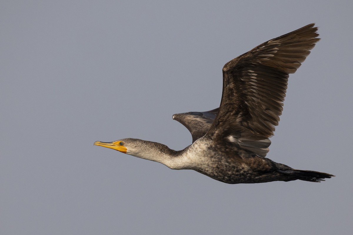 Double-crested Cormorant - Michael Stubblefield