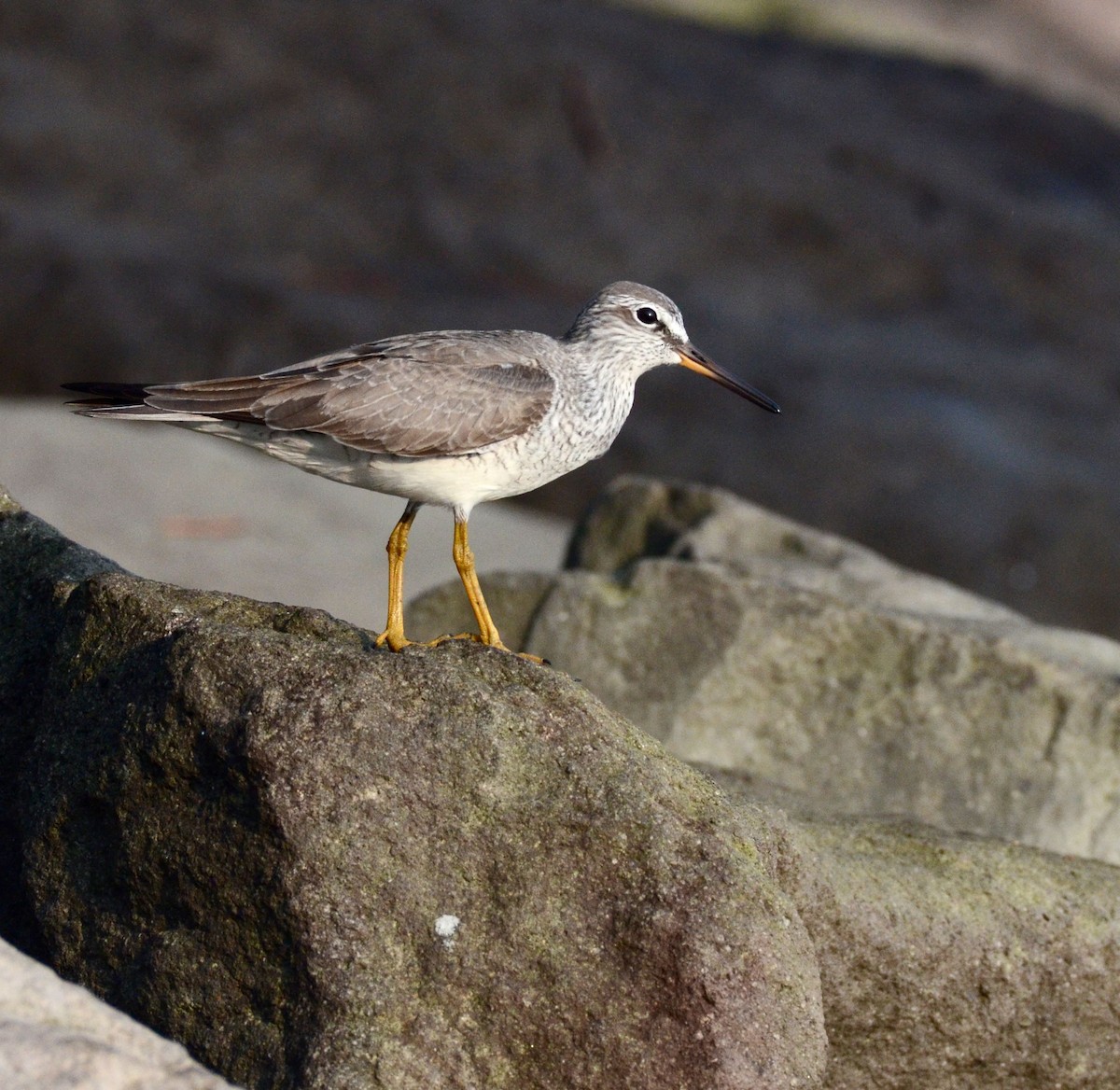 Gray-tailed Tattler - Timothy Spahr