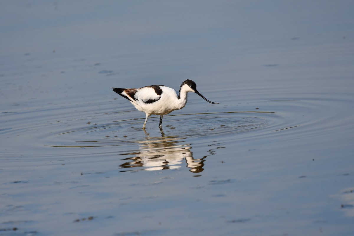 Pied Avocet - Alejandro Gómez Vilches