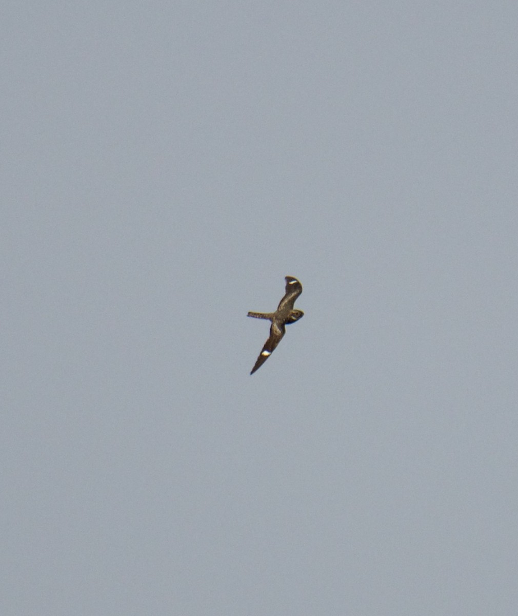 Common Nighthawk - Jordan Juzdowski