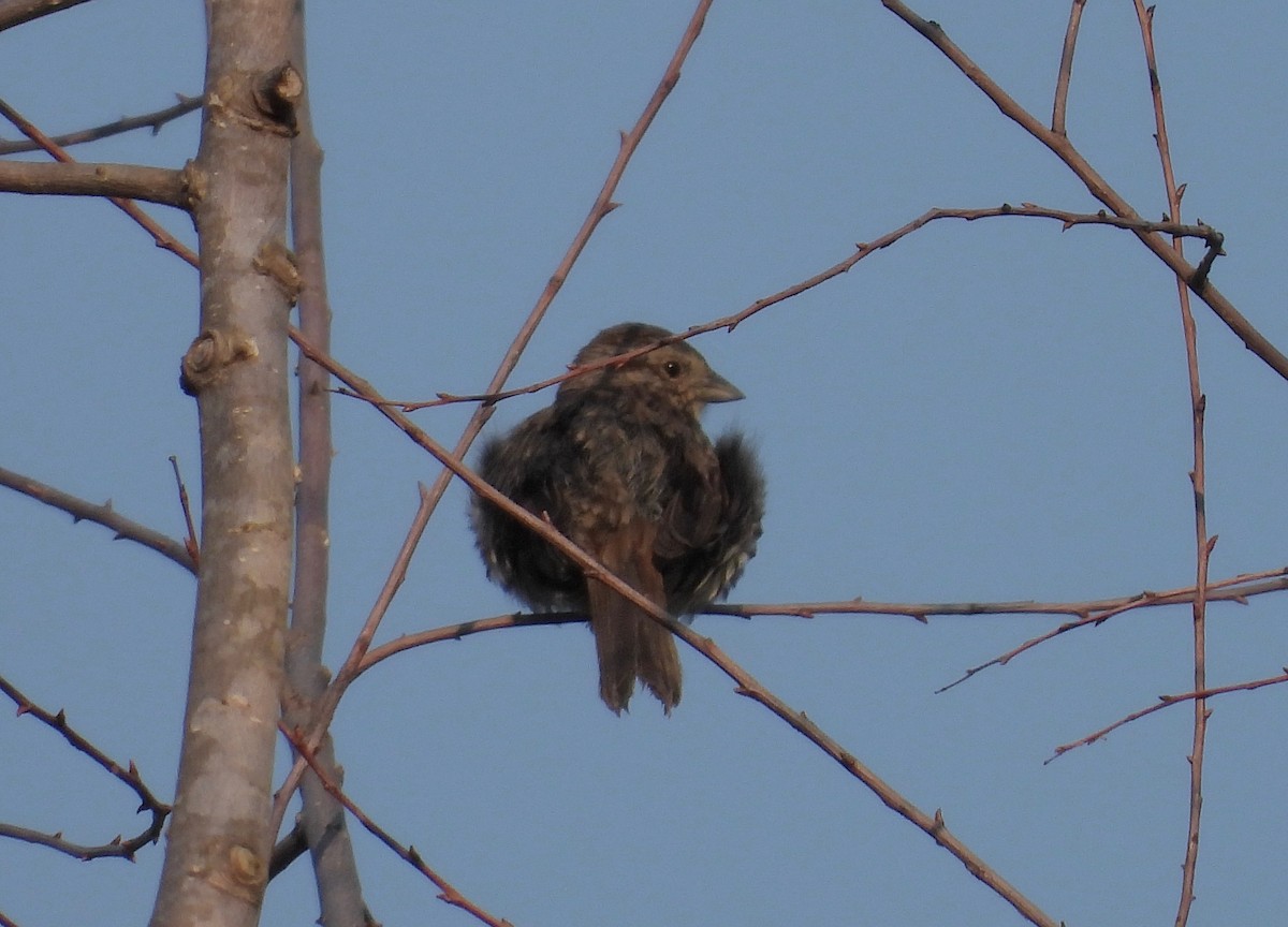 Song Sparrow - ML585571971