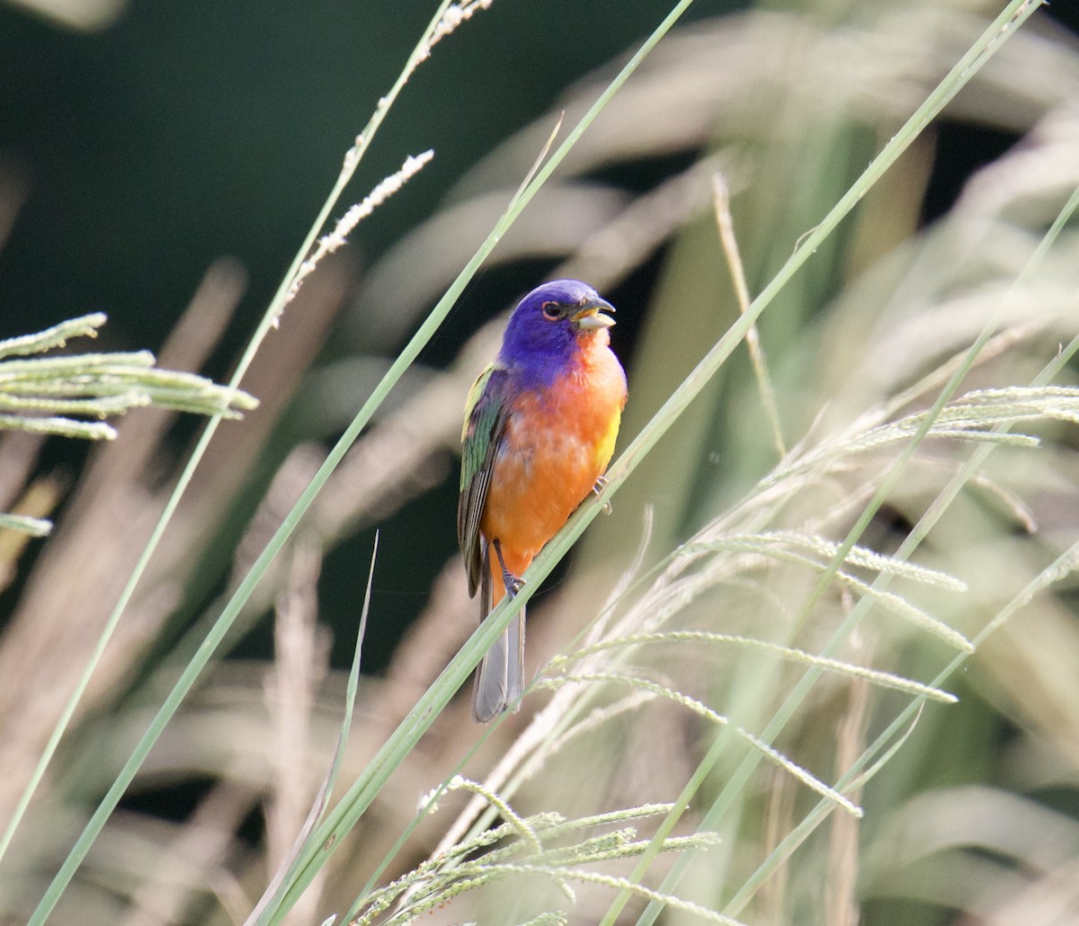 Painted Bunting - Jordan Juzdowski