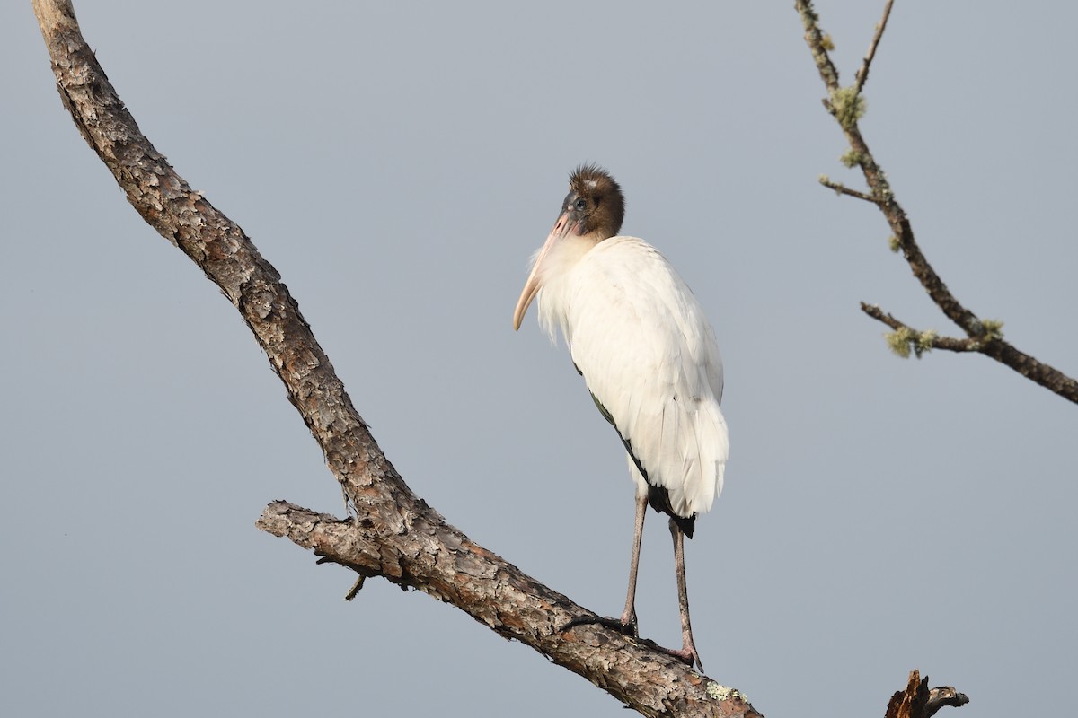 Wood Stork - ML585572111