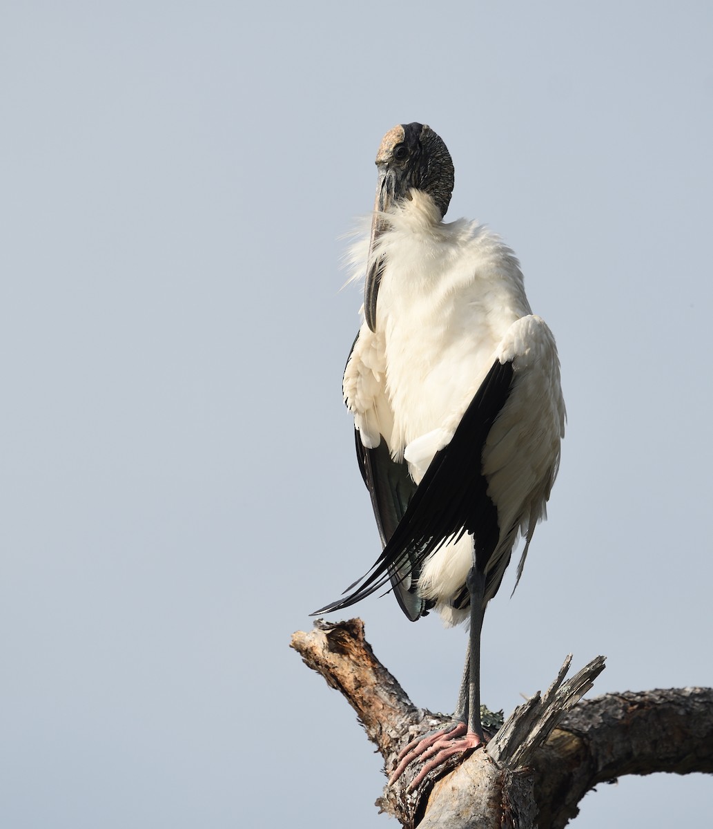 Wood Stork - ML585572121