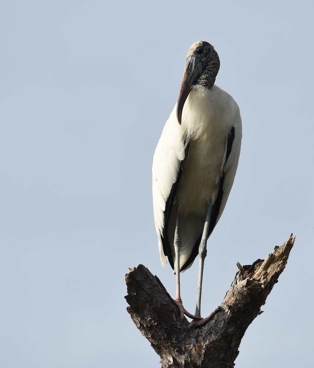 Wood Stork - ML585572141