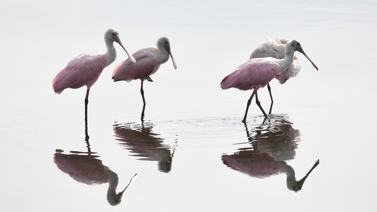 Roseate Spoonbill - ML585572181