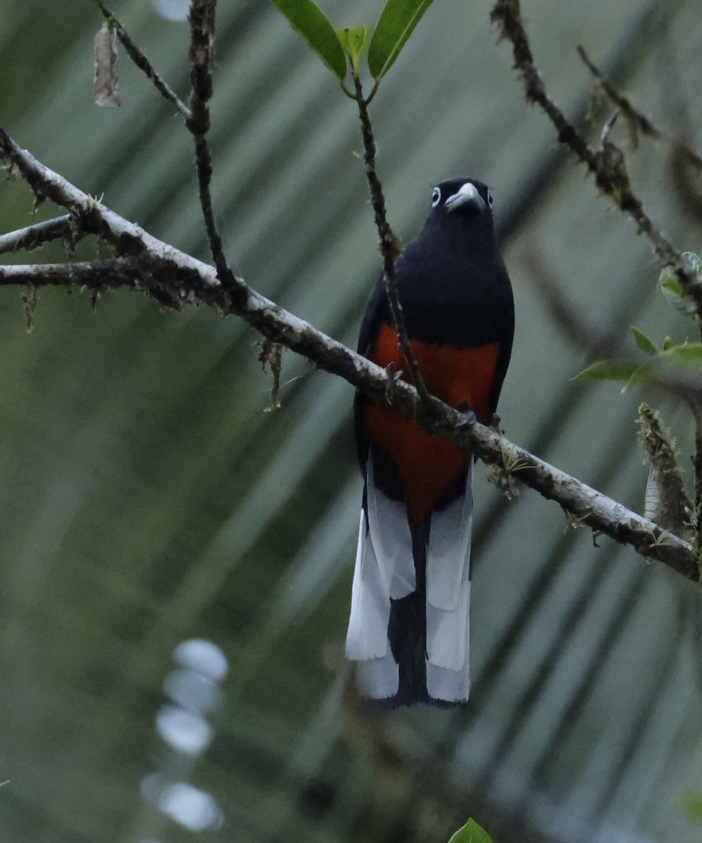 Baird's Trogon - ML585572561