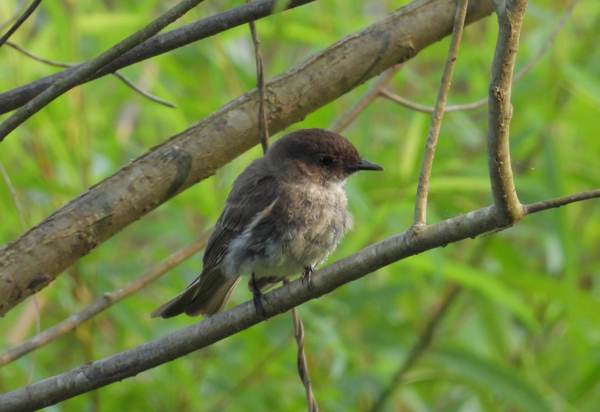 Eastern Phoebe - ML585572781