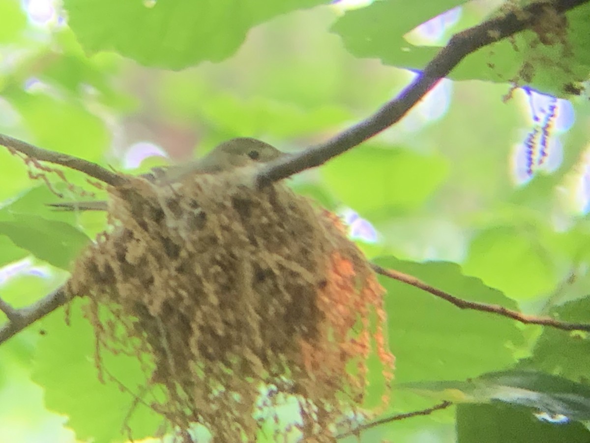 Acadian Flycatcher - stephanie hale