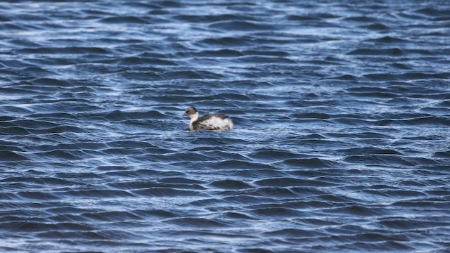 Silvery Grebe - ML585573871