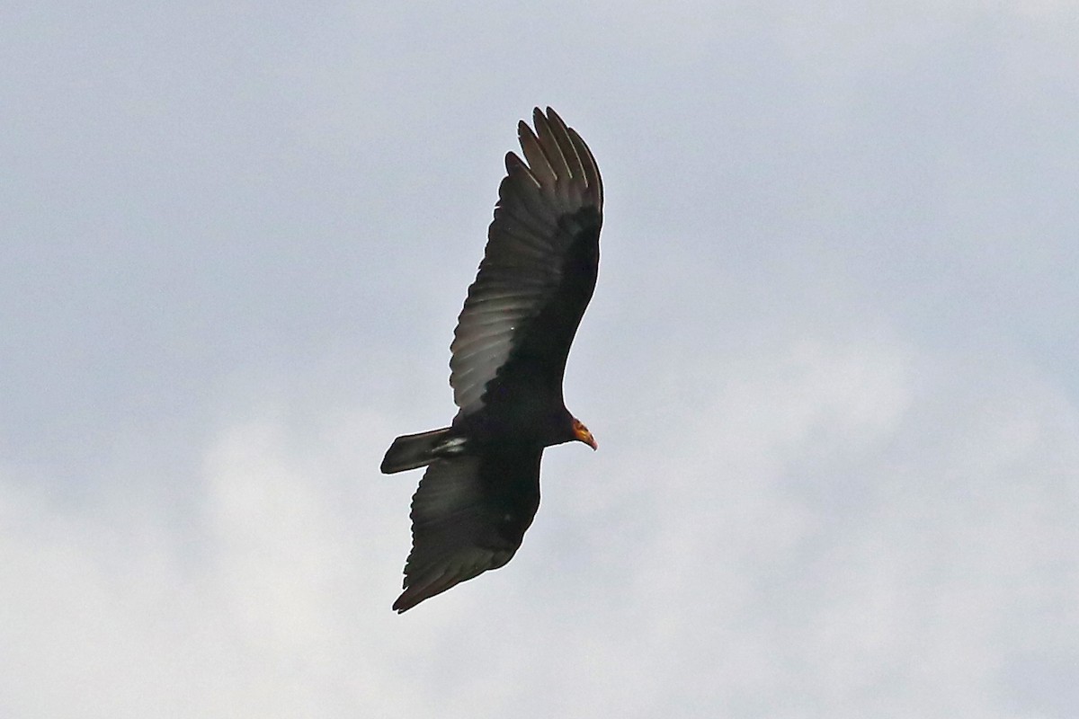 Greater Yellow-headed Vulture - ML585574171