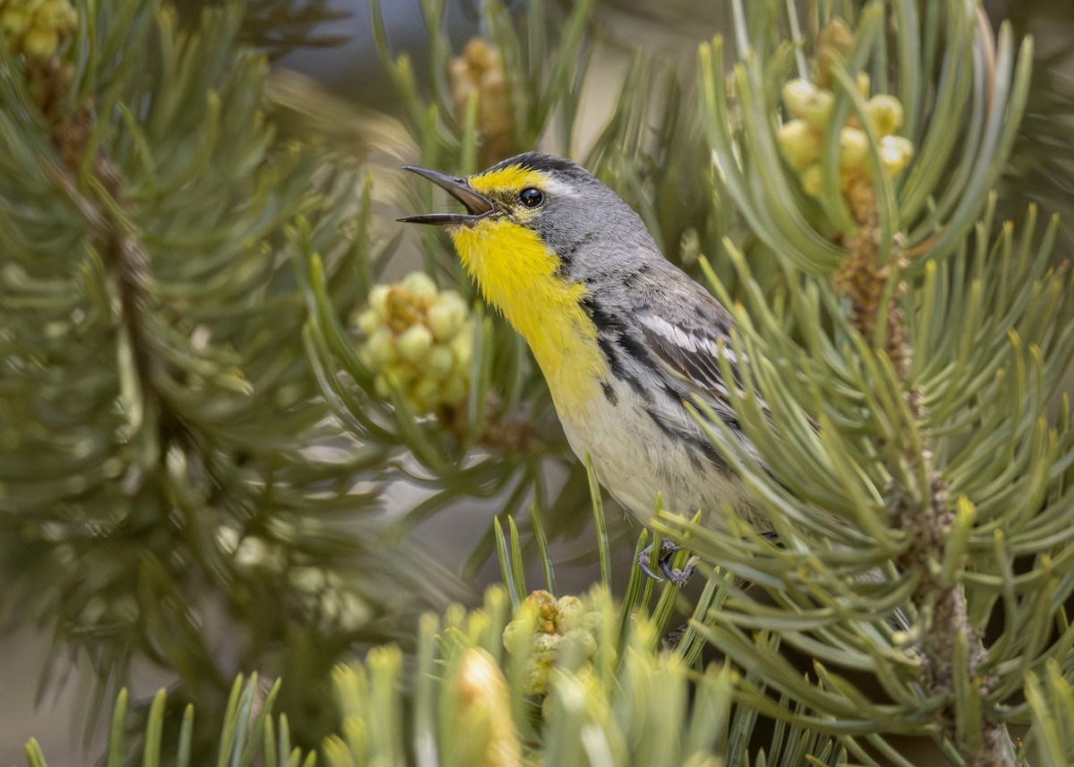 Grace's Warbler - ML585574261