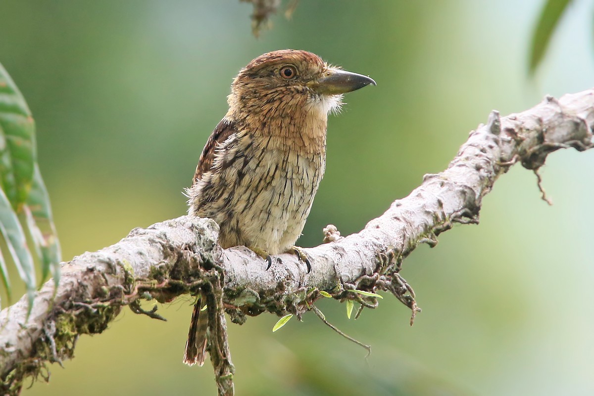 Western Striolated-Puffbird - ML585574511